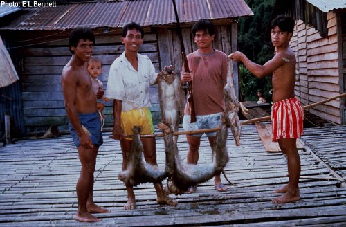 Iban hunters with pig-tailed macaques